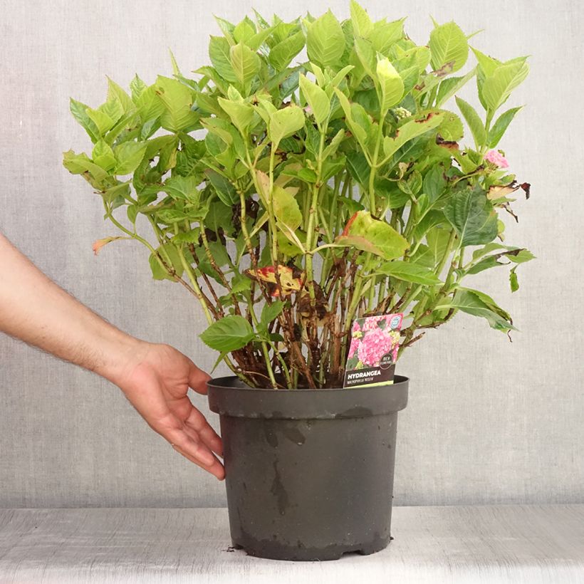 Exemplar von Hydrangea macrophylla Rosita - Bauernhortensie Topf mit 7,5L/10L wie im Sommer geliefert