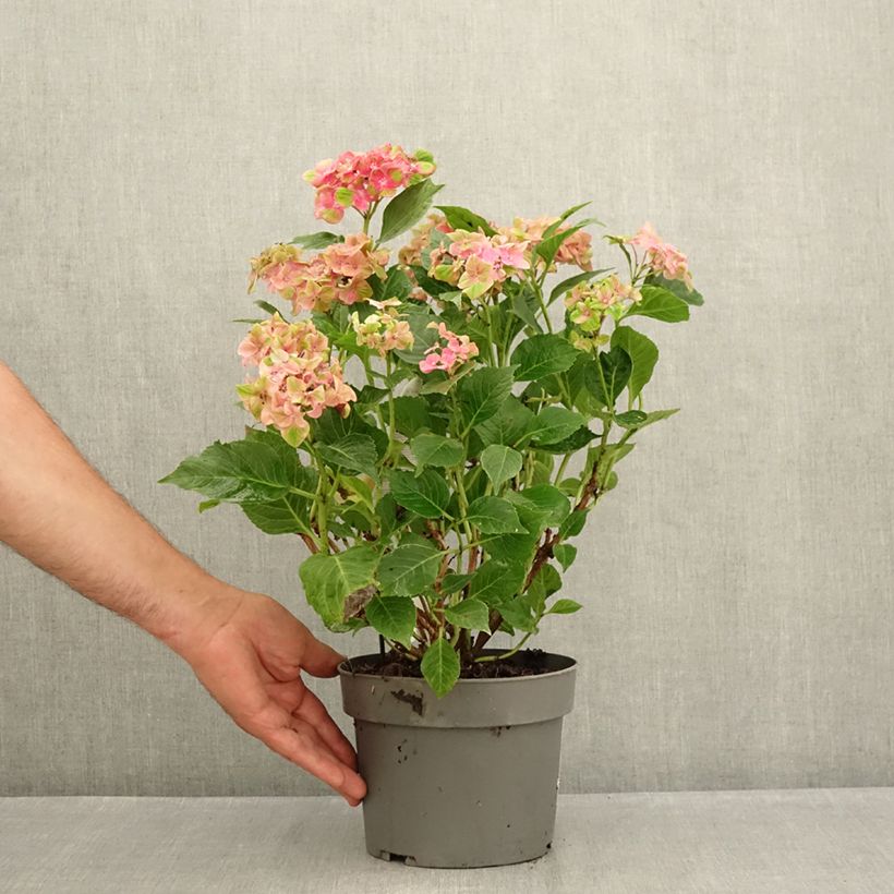 Exemplar von Hydrangea macrophylla Schloss Wackerbarth - Bauernhortensie Topf mit 3L/4L wie im Sommer geliefert