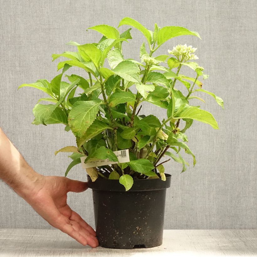 Exemplar von Hydrangea macrophylla Schneeball - Bauernhortensie Topf mit 3L/4L wie im Sommer geliefert
