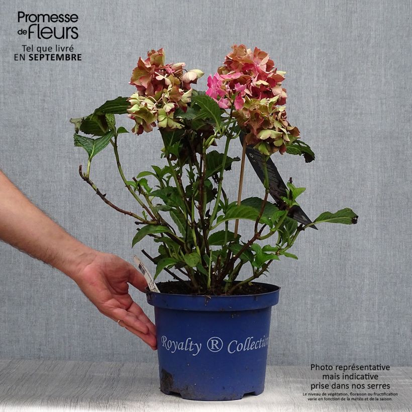 Exemplar von Hydrangea macrophylla Dutch Ladies Selma - Bauernhortensie Topf mit 4L/5L wie im Herbst geliefert