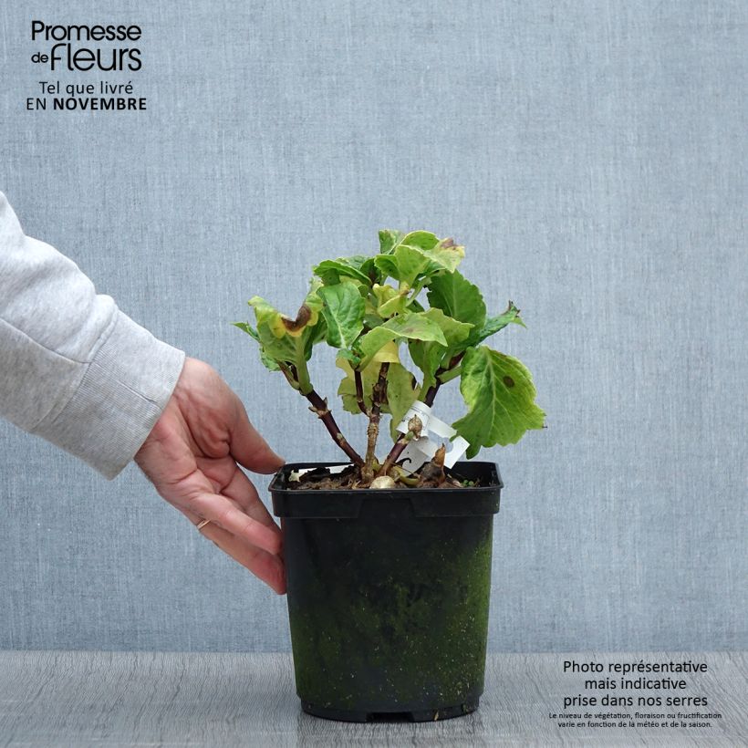 Exemplar von Hydrangea macrophylla So Long Aya - Bauernhortensie Topf mit 3L/4L wie im Herbst geliefert