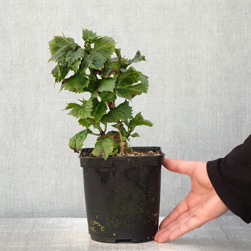 Exemplar von Hydrangea macrophylla So Long Aya - Bauernhortensie Topf mit 3L/4L wie im Frühjahr geliefert