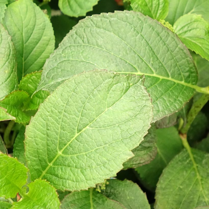 Hydrangea macrophylla So Long Sunny - Bauernhortensie (Laub)