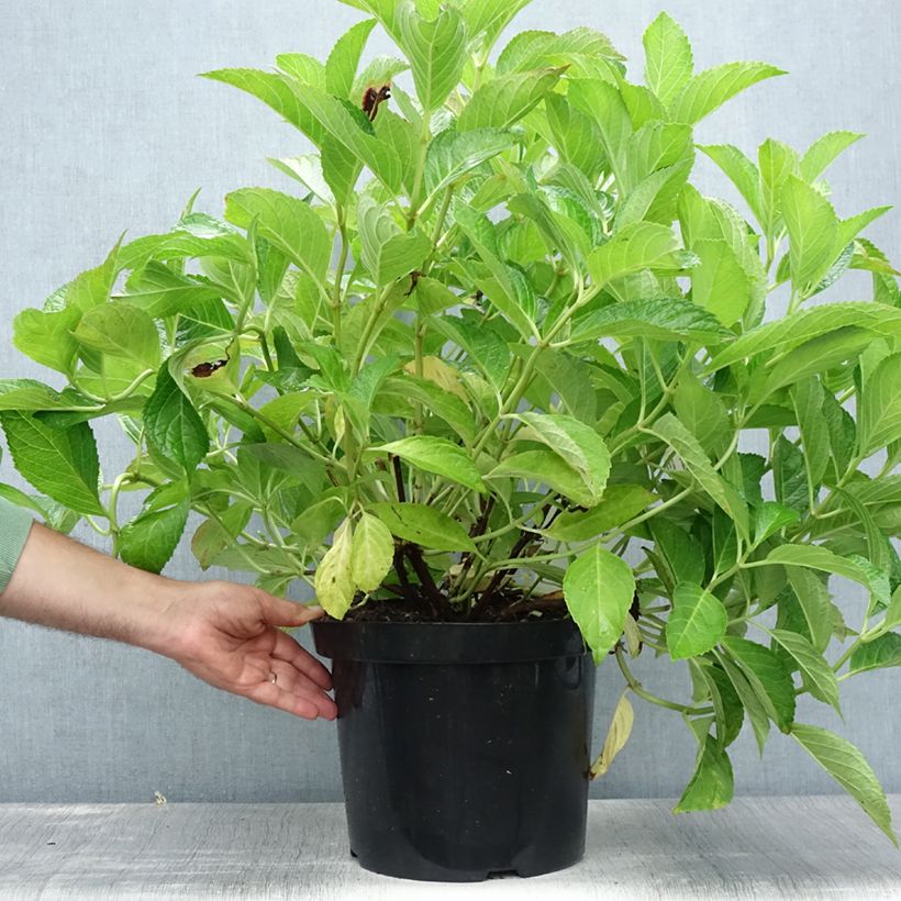 Exemplar von Hydrangea macrophylla Soeur Thérèse - Bauernhortensie Topf mit 7,5L/10L wie im Sommer geliefert