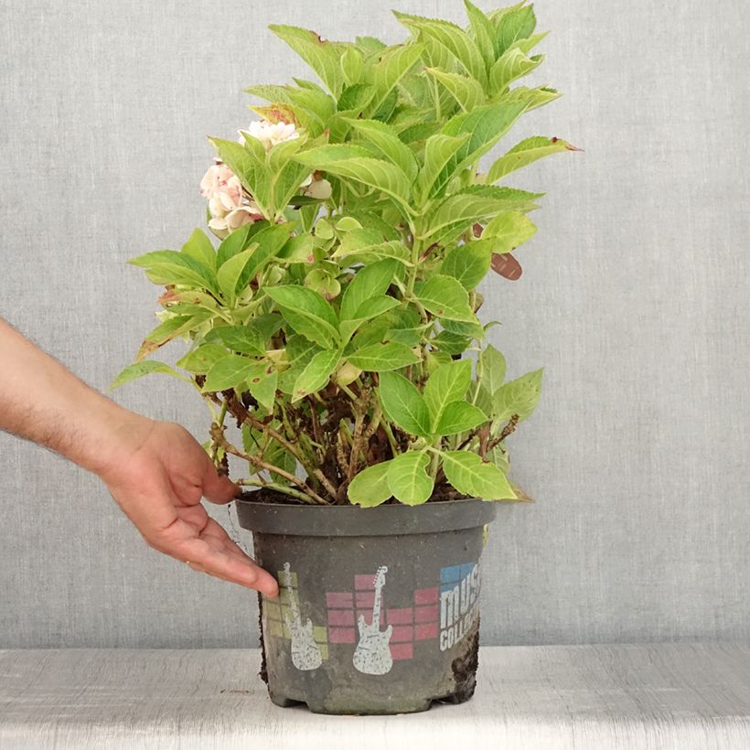 Exemplar von Hydrangea macrophylla Soft Pink Salsa - Bauernhortensie Topf mit 4L/5L wie im Sommer geliefert