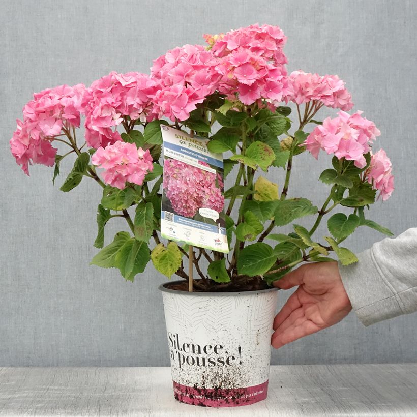 Exemplar von Hydrangea macrophylla Stellar Pink - Bauernhortensie Topf mit 4L/5LGelieferte Höhe ca. 25/30cm wie im Sommer geliefert