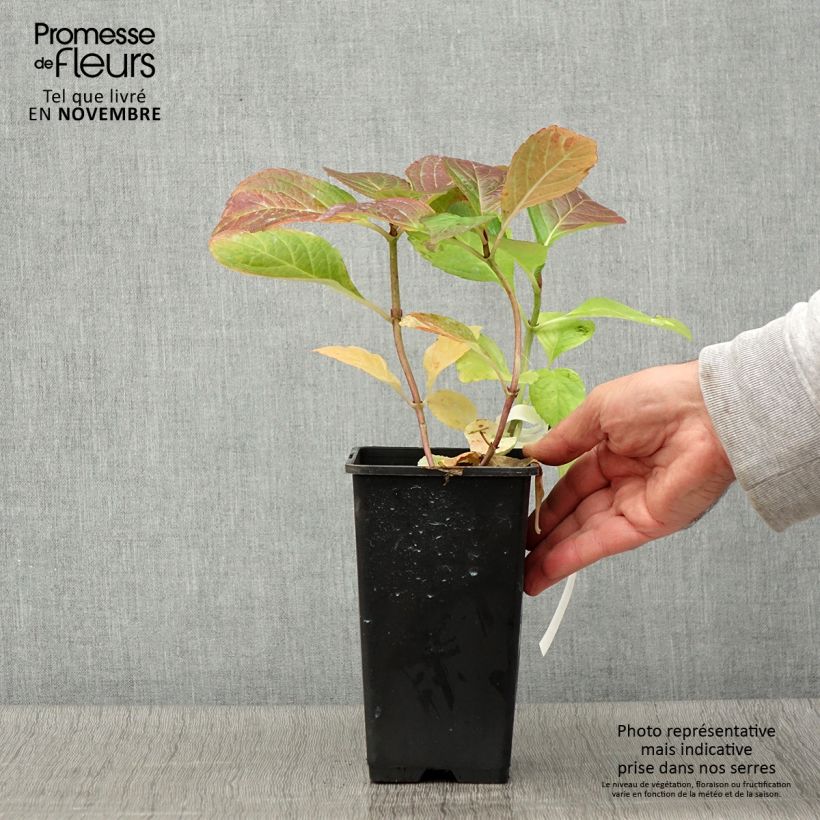 Exemplar von Hydrangea macrophylla Tinkerbell - Bauernhortensie Topf mit 1,5L/2L wie im Herbst geliefert