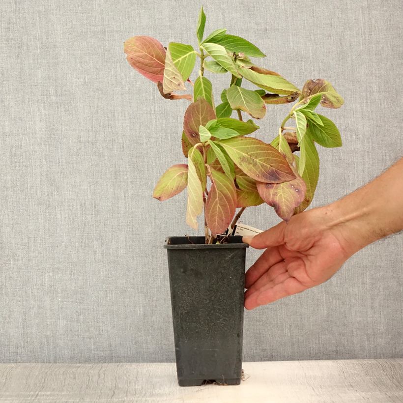 Exemplar von Hydrangea macrophylla You and Me Romance - Bauernhortensie Topf mit 1,5L/2L wie im Sommer geliefert
