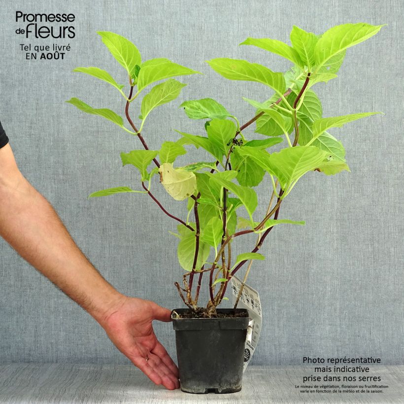 Exemplar von Hydrangea macrophylla Zorro - Bauernhortensie Topf mit 2L/3L wie im Sommer geliefert