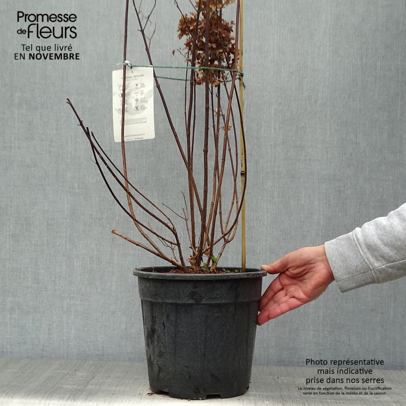 Exemplar von Rispenhortensie Fraise Melba - Hydrangea paniculata Topf mit 7,5L/10L wie im Herbst geliefert