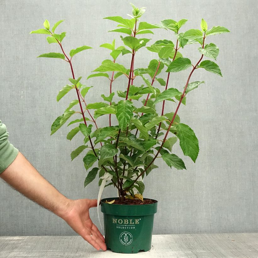 Exemplar von Rispenhortensie Fraise Melba - Hydrangea paniculata Topf mit 3L/4L wie im Sommer geliefert