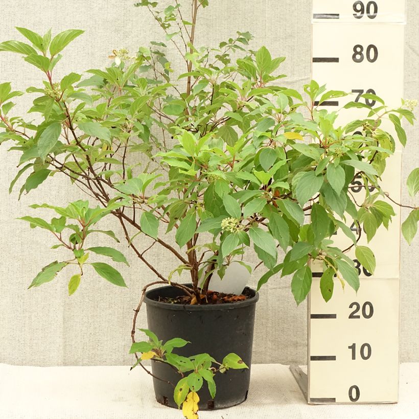 Exemplar von Rispenhortensie Great Star Le Vasterival - Hydrangea paniculata Topf mit 7,5L/10L wie im Sommer geliefert