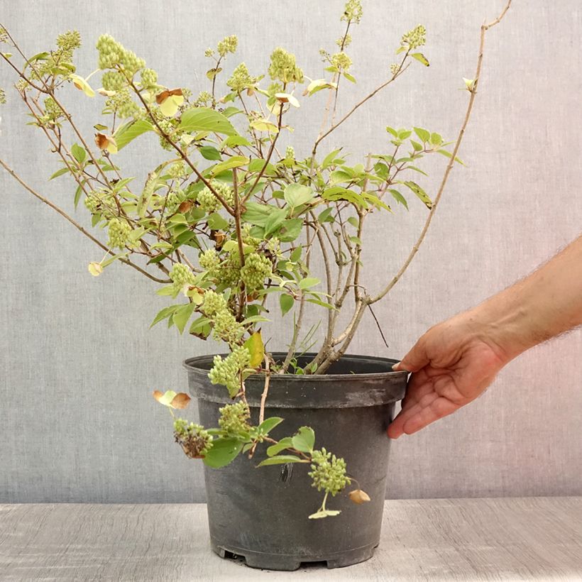 Exemplar von Rispenhortensie Kyushu - Hydrangea paniculata Topf mit 7,5L/10L wie im Sommer geliefert