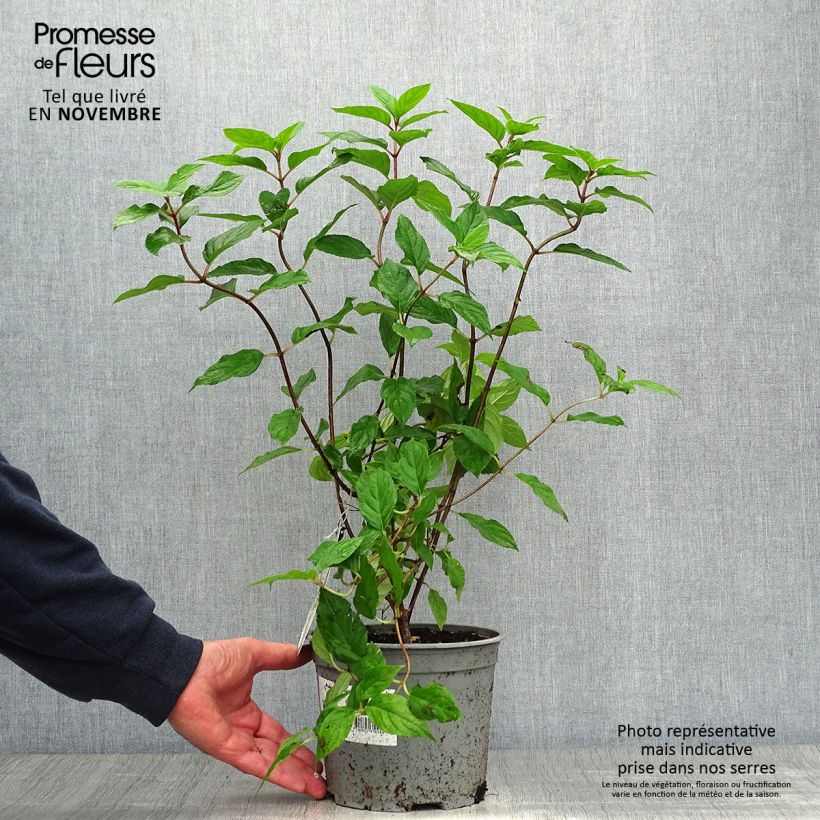 Exemplar von Rispenhortensie Limelight - Hydrangea paniculata Topf mit 3L/4L wie im Herbst geliefert