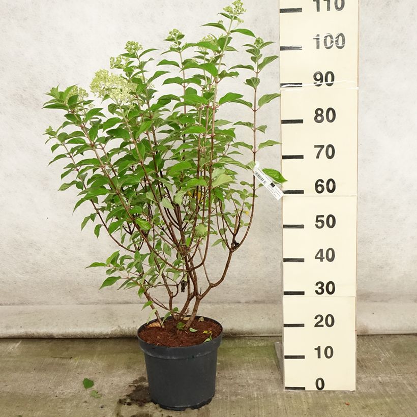 Exemplar von Rispenhortensie Limelight - Hydrangea paniculata Topf mit 6L/7L wie im Sommer geliefert