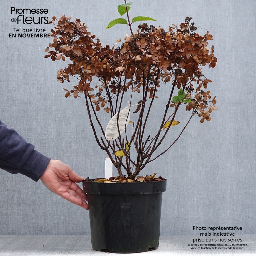 Exemplar von Rispenhortensie Pastelgreen - Hydrangea paniculata Topf mit 7,5L/10L wie im Herbst geliefert