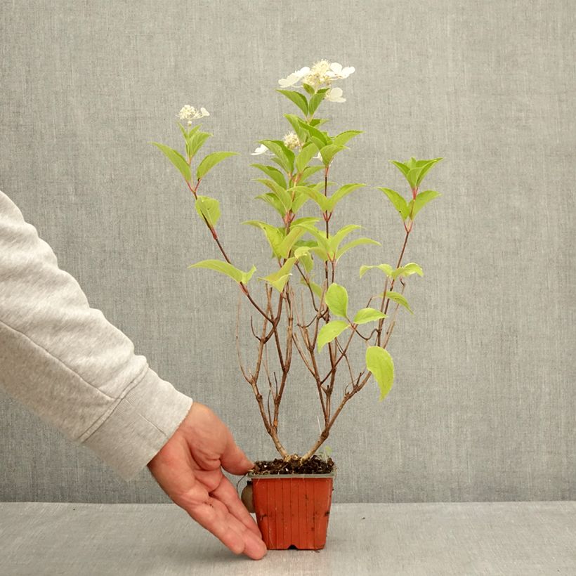 Exemplar von Rispenhortensie Pink Diamond - Hydrangea paniculata Kleine Töpfe von 8/9 cm wie im Sommer geliefert