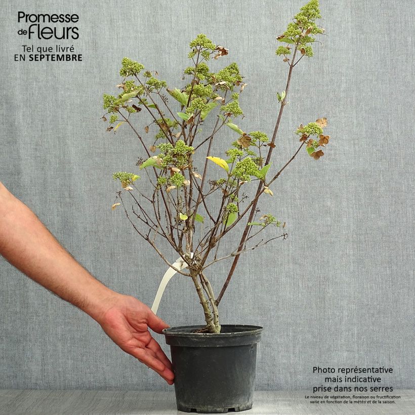 Exemplar von Rispenhortensie Prim White - Hydrangea paniculata Topf mit 2L/3L wie im Sommer geliefert