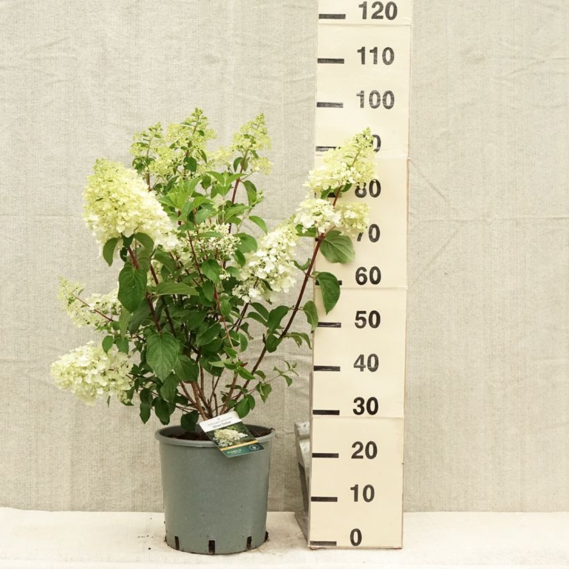 Exemplar von Rispenhortensie Silver Dollar - Hydrangea paniculata Topf mit 7,5L/10LGelieferte Höhe ca. 60cm wie im Sommer geliefert