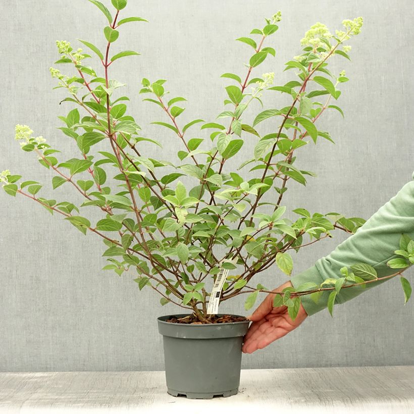 Exemplar von Rispenhortensie Sundae Fraise - Hydrangea paniculata Topf mit 2L/3L wie im Sommer geliefert