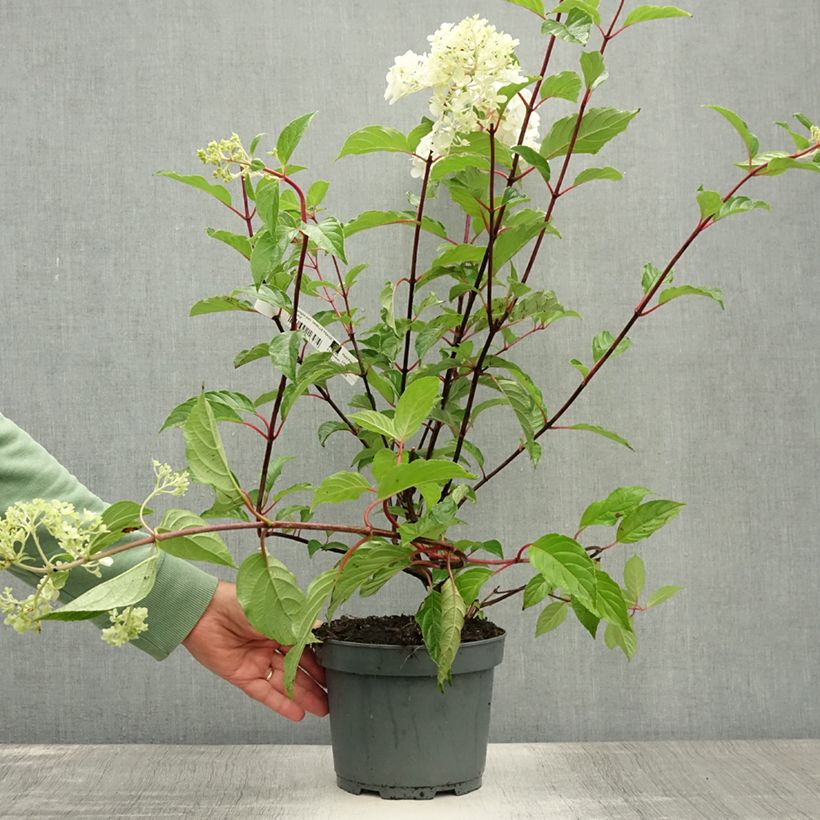 Exemplar von Rispenhortensie Vanille Fraise - Hydrangea paniculata Topf mit 2L/3L wie im Sommer geliefert