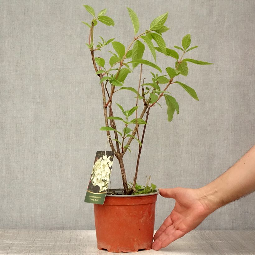 Exemplar von Rispenhortensie White Moth - Hydrangea paniculata Topf mit 2L/3L wie im Sommer geliefert