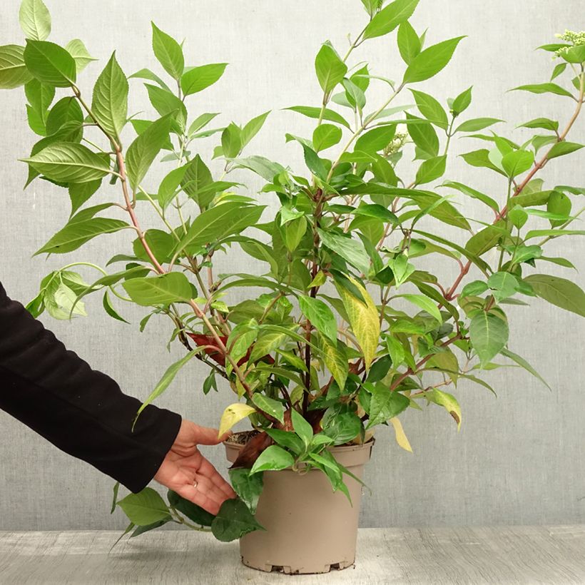 Exemplar von Hydrangea Renaissance - Hortensie Topf mit 4L/5L wie im Herbst geliefert