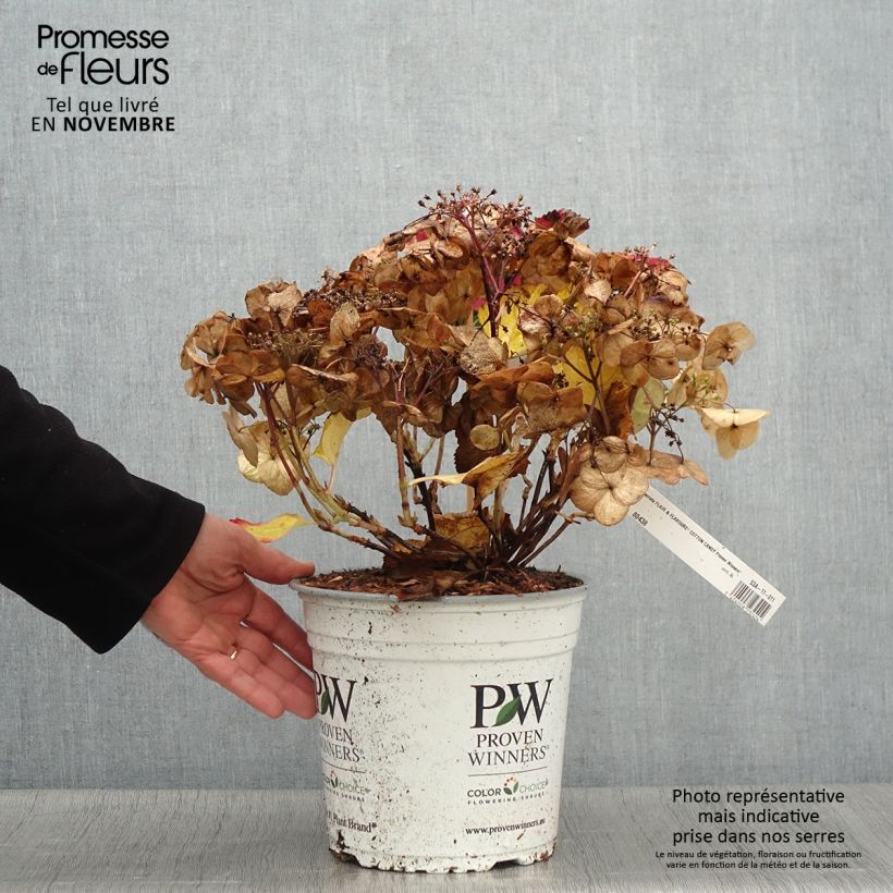 Exemplar von Hydrangea serrata Cotton Candy - Tellerhortensie Topf mit 4L/5L wie im Herbst geliefert