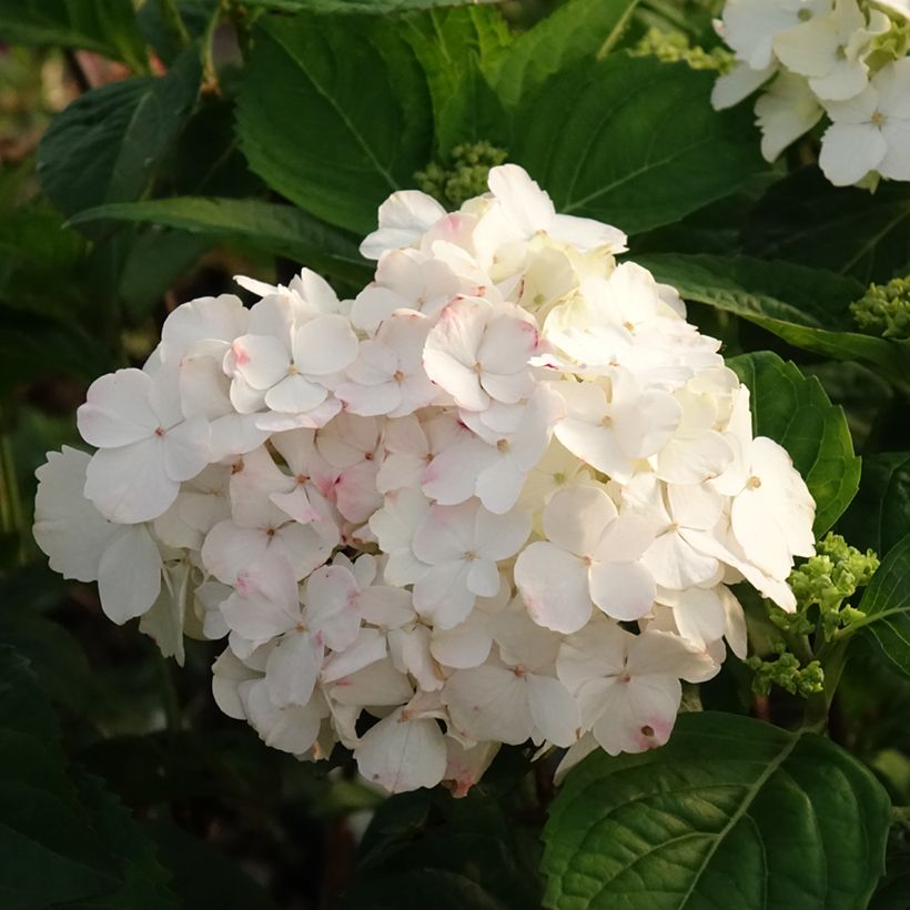 Hydrangea serrata Impératrice Eugénie - Tellerhortensie (Blüte)