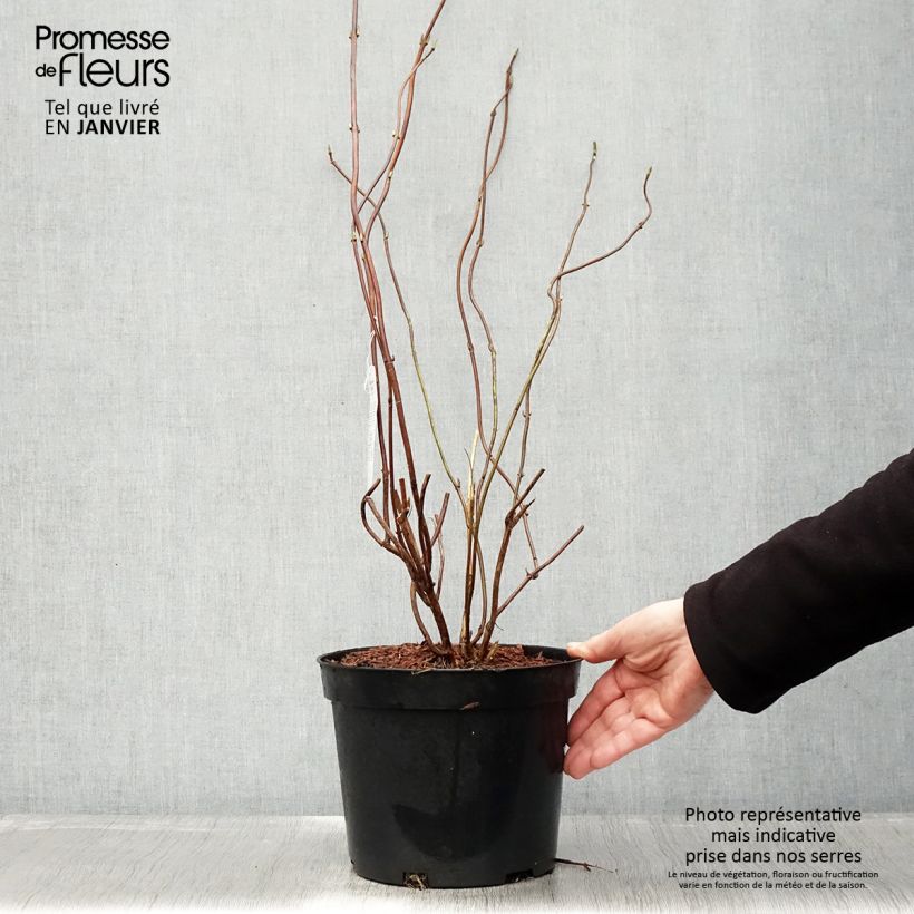 Exemplar von Hydrangea serrata Oamacha - Tellerhortensie Topf mit 2L/3L wie im Winter geliefert