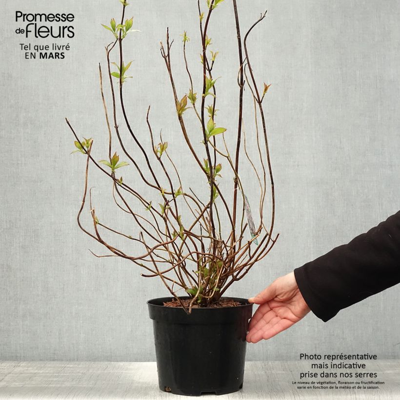 Exemplar von Hydrangea serrata Oamacha - Tellerhortensie Topf mit 2L/3L wie im Frühjahr geliefert