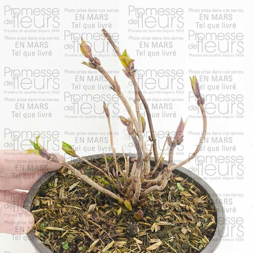 Beispiel eines Exemplars von Hydrangea serrata Santiago - Tellerhortensie Topf mit 2L/3L wie geliefert