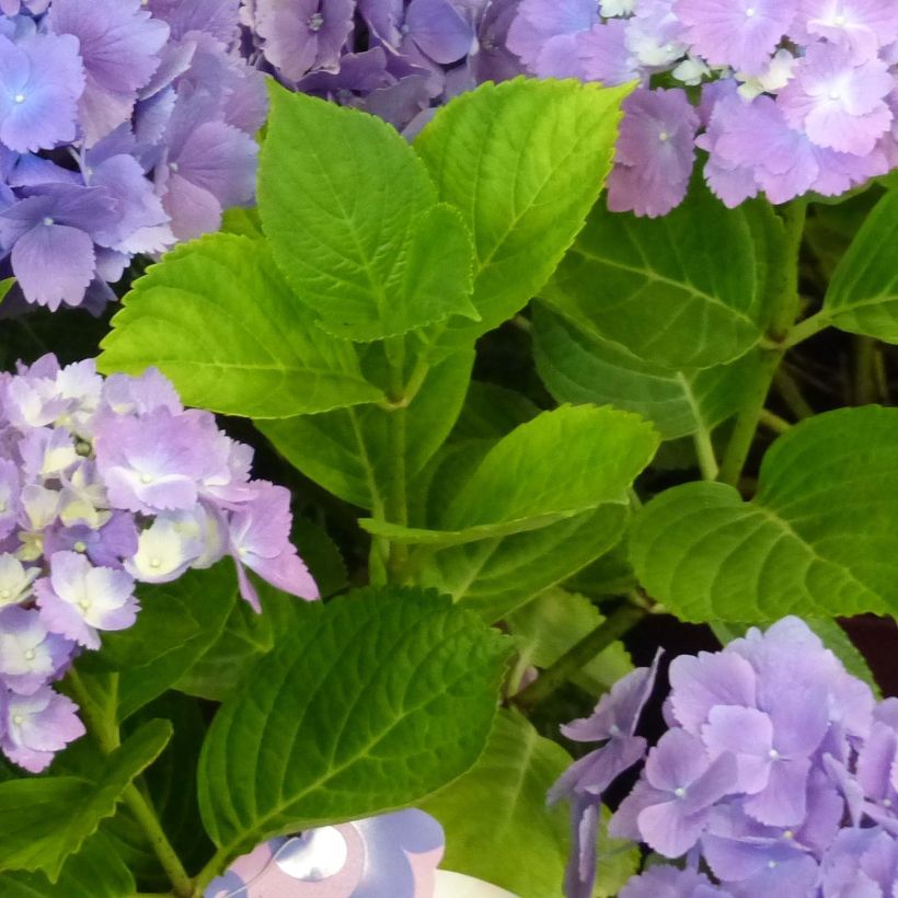 Hydrangea macrophylla L.A Dreamin - Bauernhortensie (Laub)