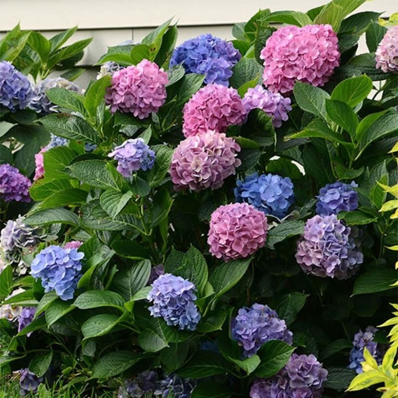 Hydrangea macrophylla L.A Dreamin - Bauernhortensie (Blüte)