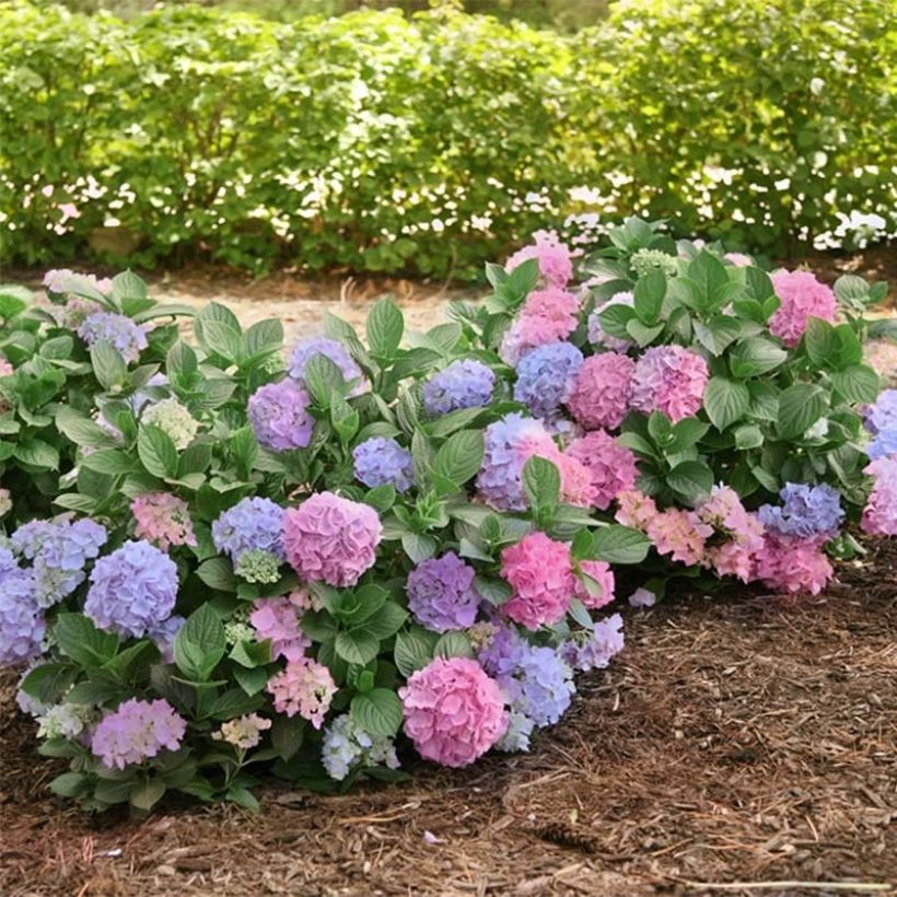 Hydrangea macrophylla L.A Dreamin - Bauernhortensie (Hafen)