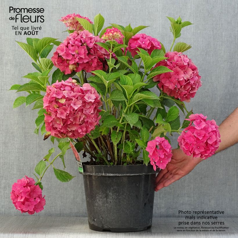 Exemplar von Hydrangea macrophylla Alpenglühen - Bauernhortensie Topf mit 7,5L/10L wie im Sommer geliefert