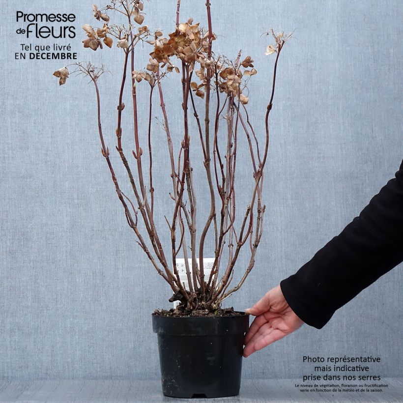 Exemplar von Hydrangea macrophylla Cloudi - Bauernhortensie Topf mit 3L/4L wie im Herbst geliefert