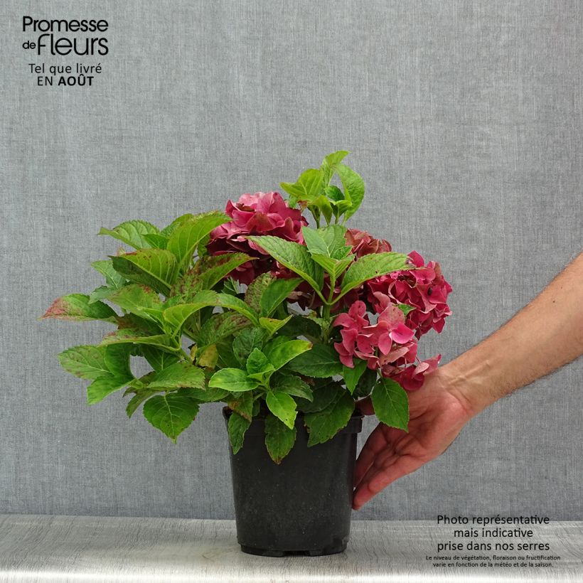 Exemplar von Hydrangea macrophylla Eughen Hahn - Bauernhortensie Topf mit 2L/3L wie im Sommer geliefert
