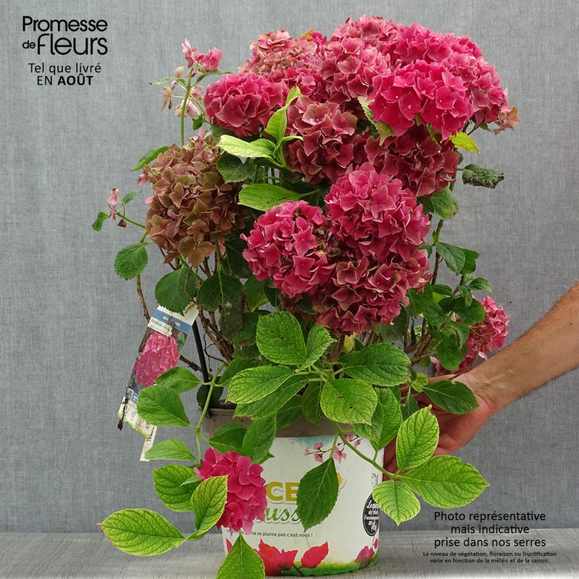 Exemplar von Hydrangea macrophylla Eughen Hahn - Bauernhortensie Topf mit 7,5L/10L wie im Sommer geliefert
