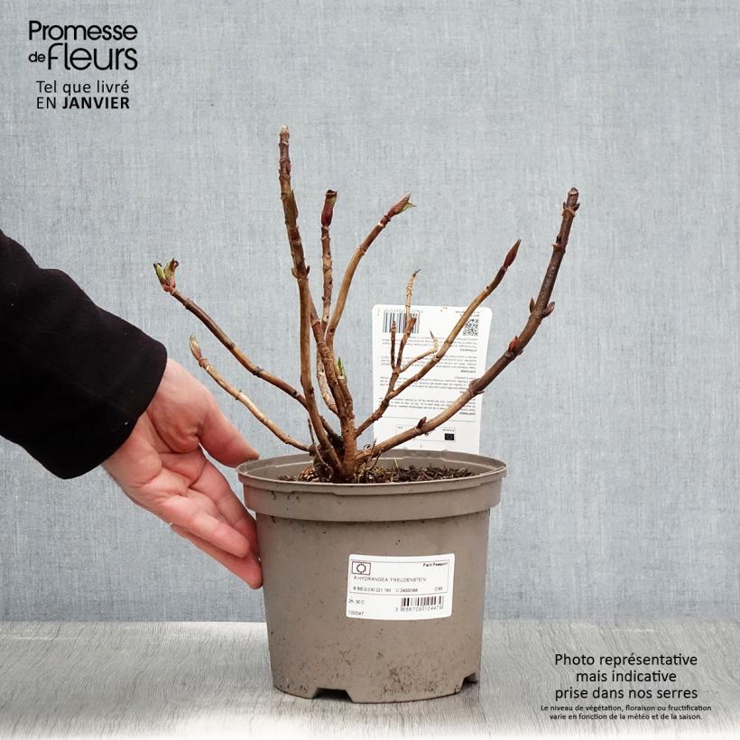 Exemplar von Hydrangea Freudenstein - Bauernhortensie Topf mit 2L/3L wie im Winter geliefert