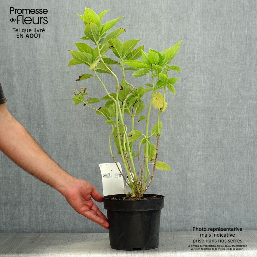 Exemplar von Hydrangea macrophylla Lanarth White - Bauernhortensie Topf mit 2L/3L wie im Sommer geliefert