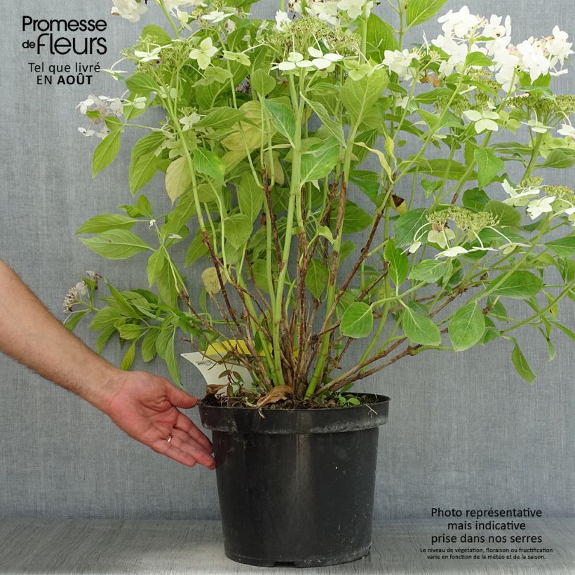 Exemplar von Hydrangea macrophylla Lanarth White - Bauernhortensie Topf mit 7,5L/10L wie im Sommer geliefert