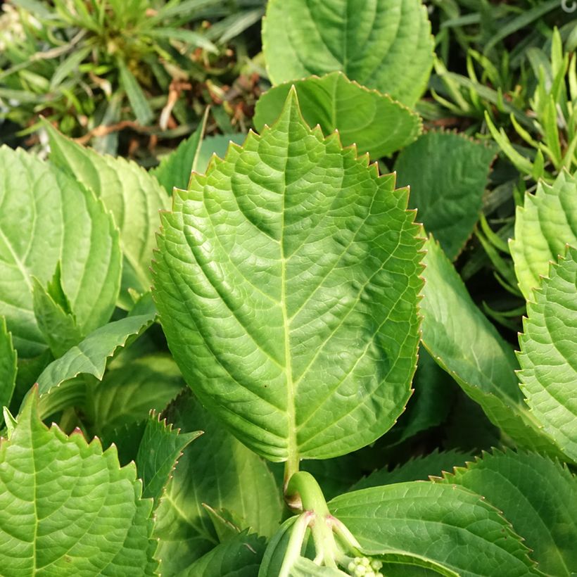 Hydrangea macrophylla Madame Plumecoq - Bauernhortensie (Laub)