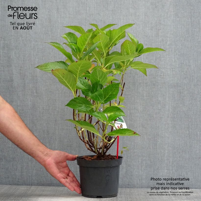 Exemplar von Hydrangea macrophylla Mariesii Perfecta - Bauernhortensie Topf mit 2L/3L wie im Sommer geliefert