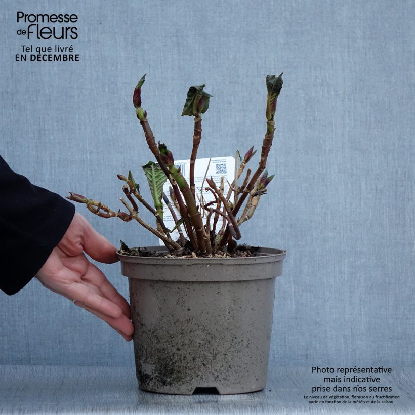 Exemplar von Hydrangea macrophylla Masja - Bauernhortensie Topf mit 1,5L/2L wie im Herbst geliefert