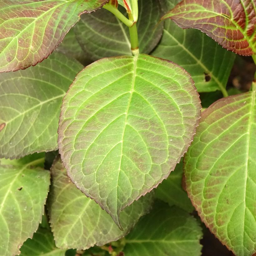 Hydrangea macrophylla Miss Saori - Bauernhortensie (Laub)
