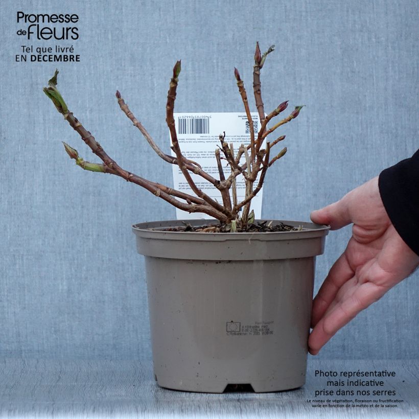 Exemplar von Hydrangea macrophylla Rotkehlchen - Bauernhortensie Topf mit 2L/3L wie im Herbst geliefert