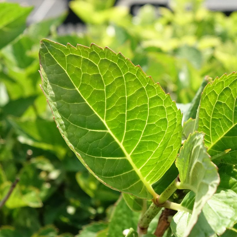 Hydrangea macrophylla Rotkehlchen - Bauernhortensie (Laub)