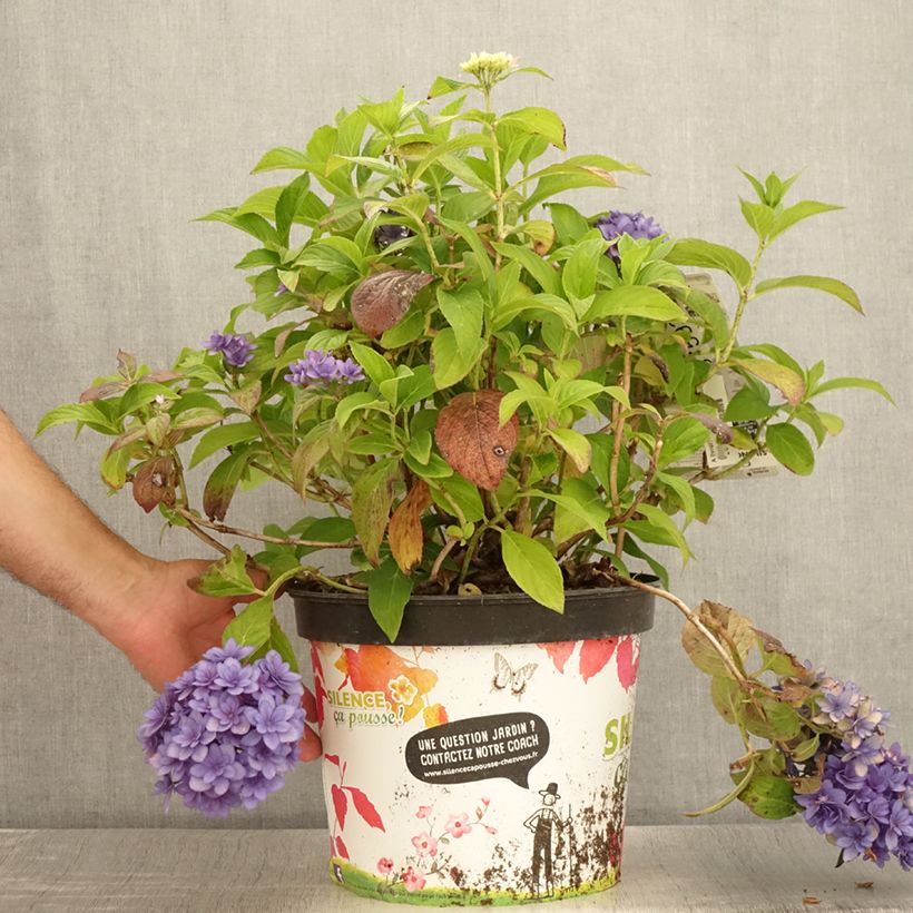 Exemplar von Hydrangea macrophylla Stellar Blue - Bauernhortensie Topf mit 7,5L/10L wie im Sommer geliefert