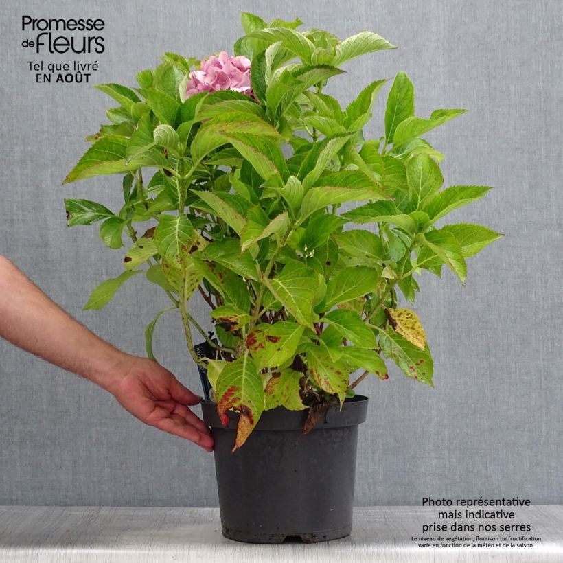 Exemplar von Hydrangea macrophylla Teller Blue - Bauernhortensie Topf mit 7,5L/10L wie im Sommer geliefert